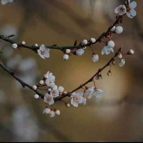 رضا اسکو دلبر تسه بیمه روانی شهر